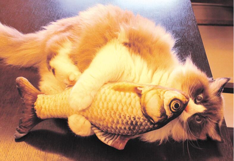 Cat favor Fish Toys